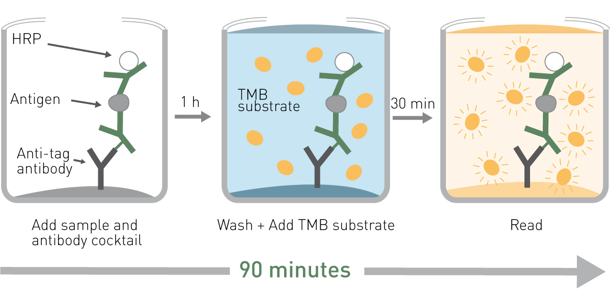 Fig. 1: SimpleStep ELISA 90-minute workﬂow