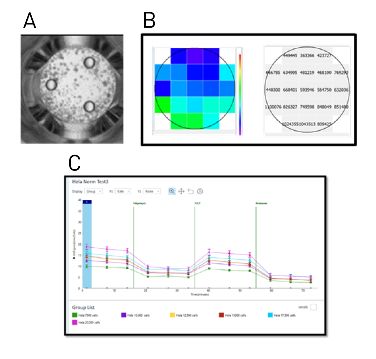 Fig. 1: Principle of normalisation of seahorse data with Hoechst stain using CLARIOstar Plus.
