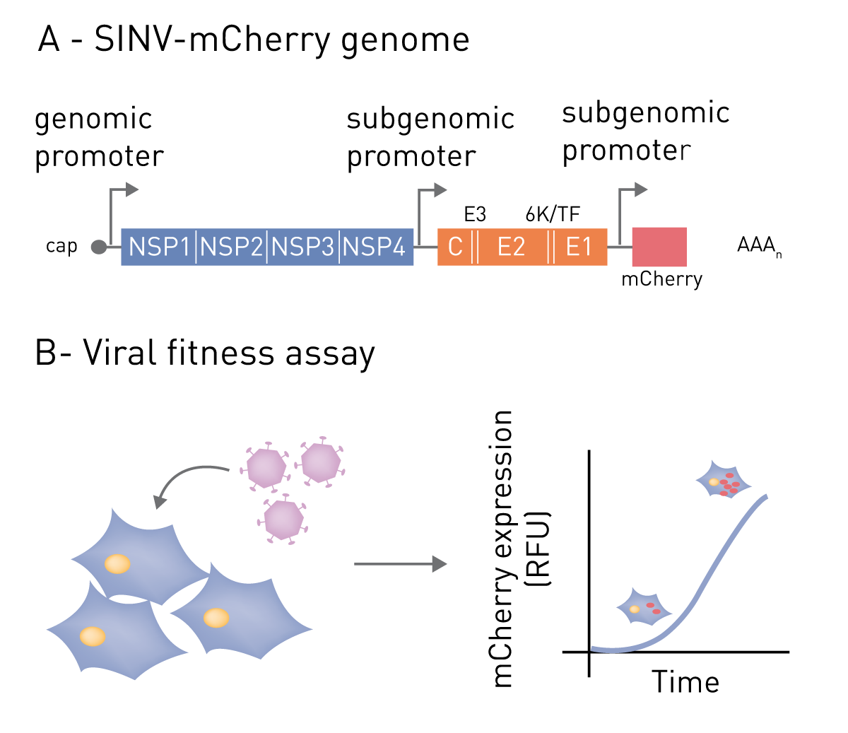 Fig. 1: Schematic representation of (A) SINV-mCherry and (B) the viral ﬁtness assay.