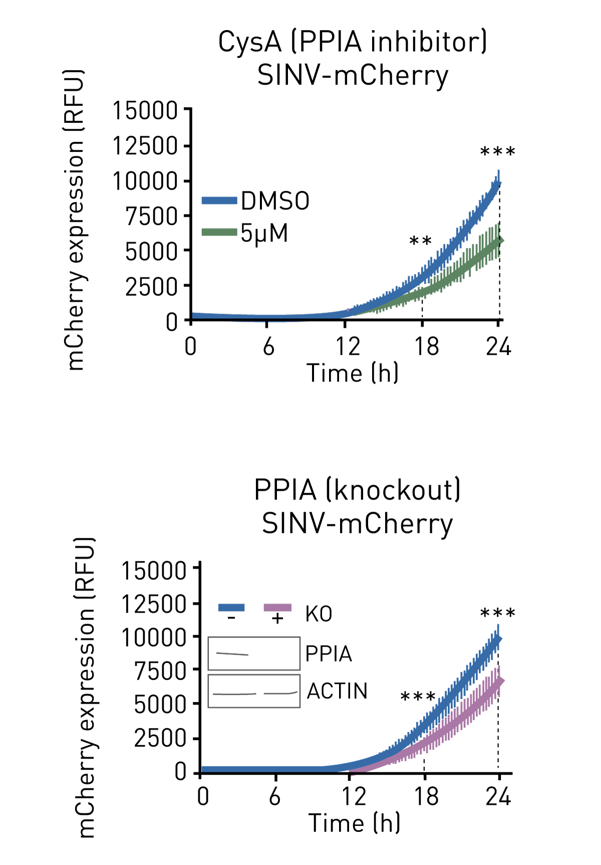 Fig. 3: Detection of mCherry ﬂuorescence signal in the presence of the PPIA inhibitor (top panel) and in the wild type and PPIA knock out HEK293 cells (bottom panel). Adapted from 1.