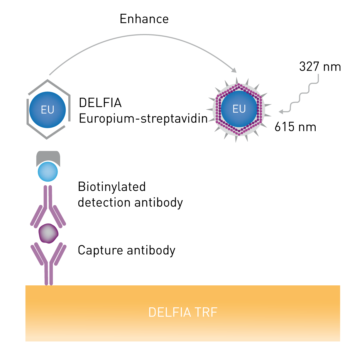 Fig. 1: Schematic of DELFIA TRF assay (adapted from PerkinElmer).