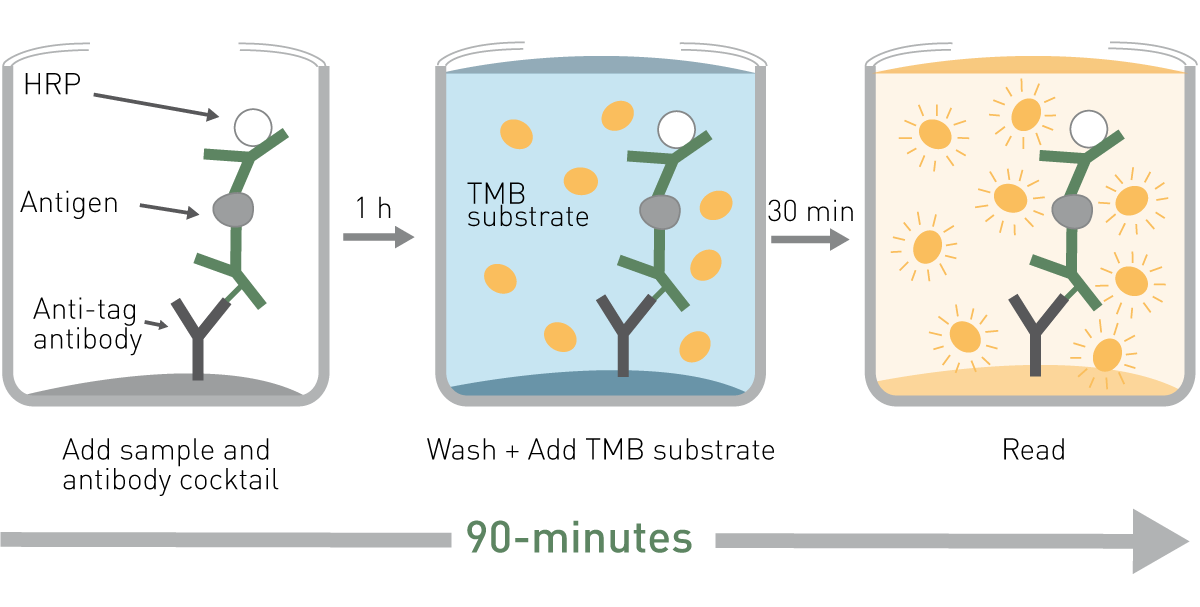 Fig. 1: Schematic of SimpleStep ELISA kits Assay process. Samples are added to the well of a 384-well microplate along with the capture and detector antibody mix. The sandwich complex of antigen, capture and detector antibody is formed in solution. The complex binds to the immobilization antibody via an afﬁ nity tag on the capture antibody. After a single wash, color development can be performed followed by absorbance measurements.