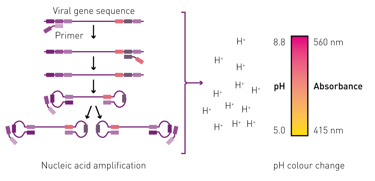 Fig. 1: Assay Principle.