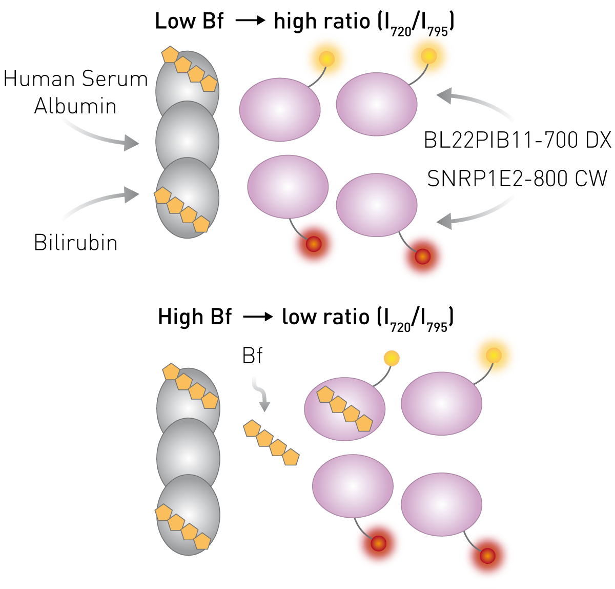 Fig. 1: Principle of the ratiometric assay to measure free bilirubin (Bf).