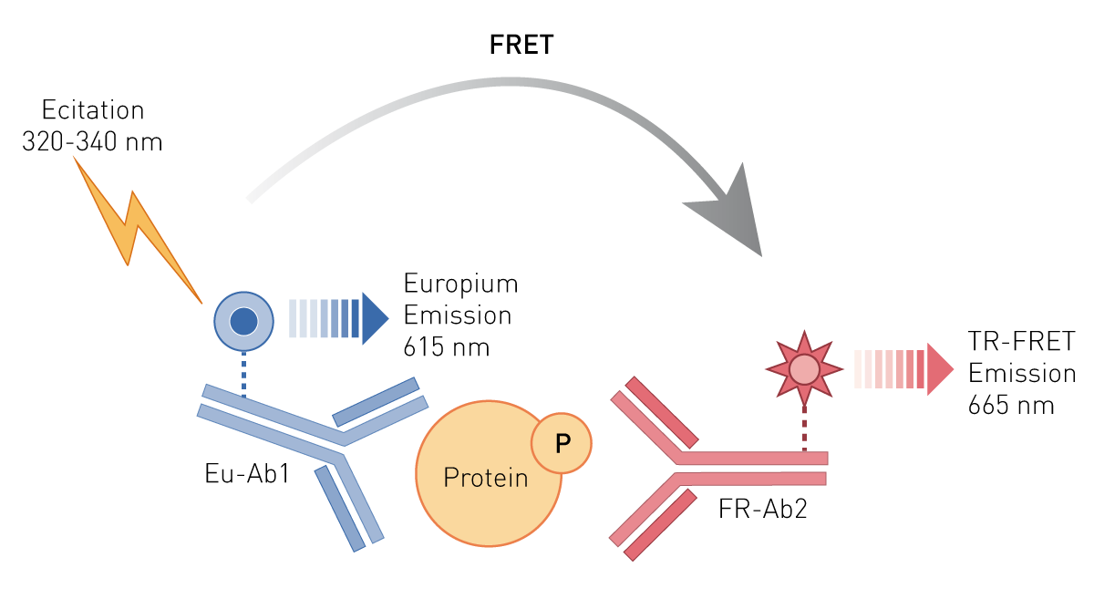 Fig. 1: THUNDER™ Cell Signaling Assay Principle.