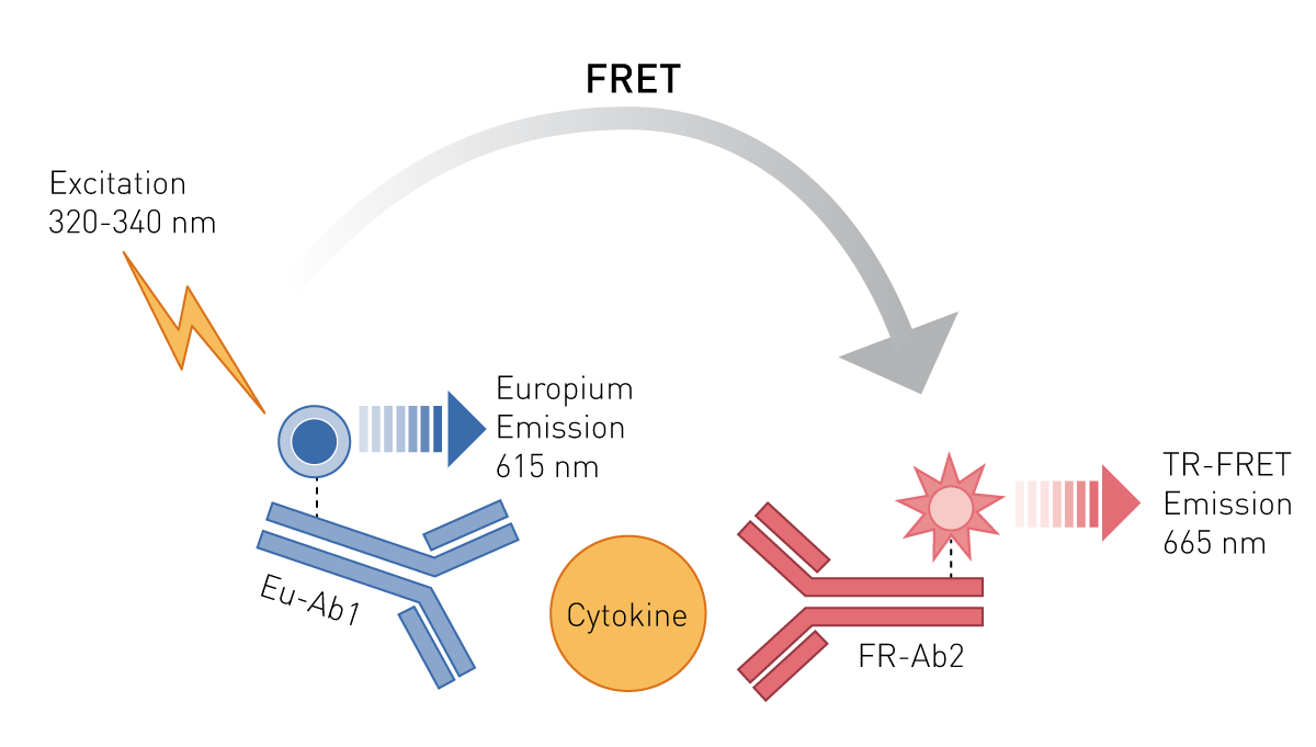 Fig 1: THUNDER™ TR-FRET cytokine assay principle.