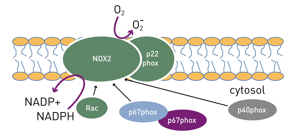 Fig. 1: Regulation of NOX2 activity.