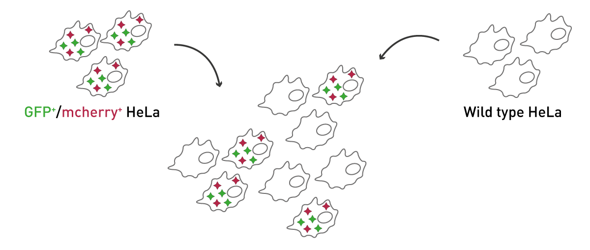 Fig. 1: Assay Principle: WT-HeLa cells and GFP+/mcherry+-HeLa cells are mixed in different ratios, representing a transfection effi ciency from 0-100%.