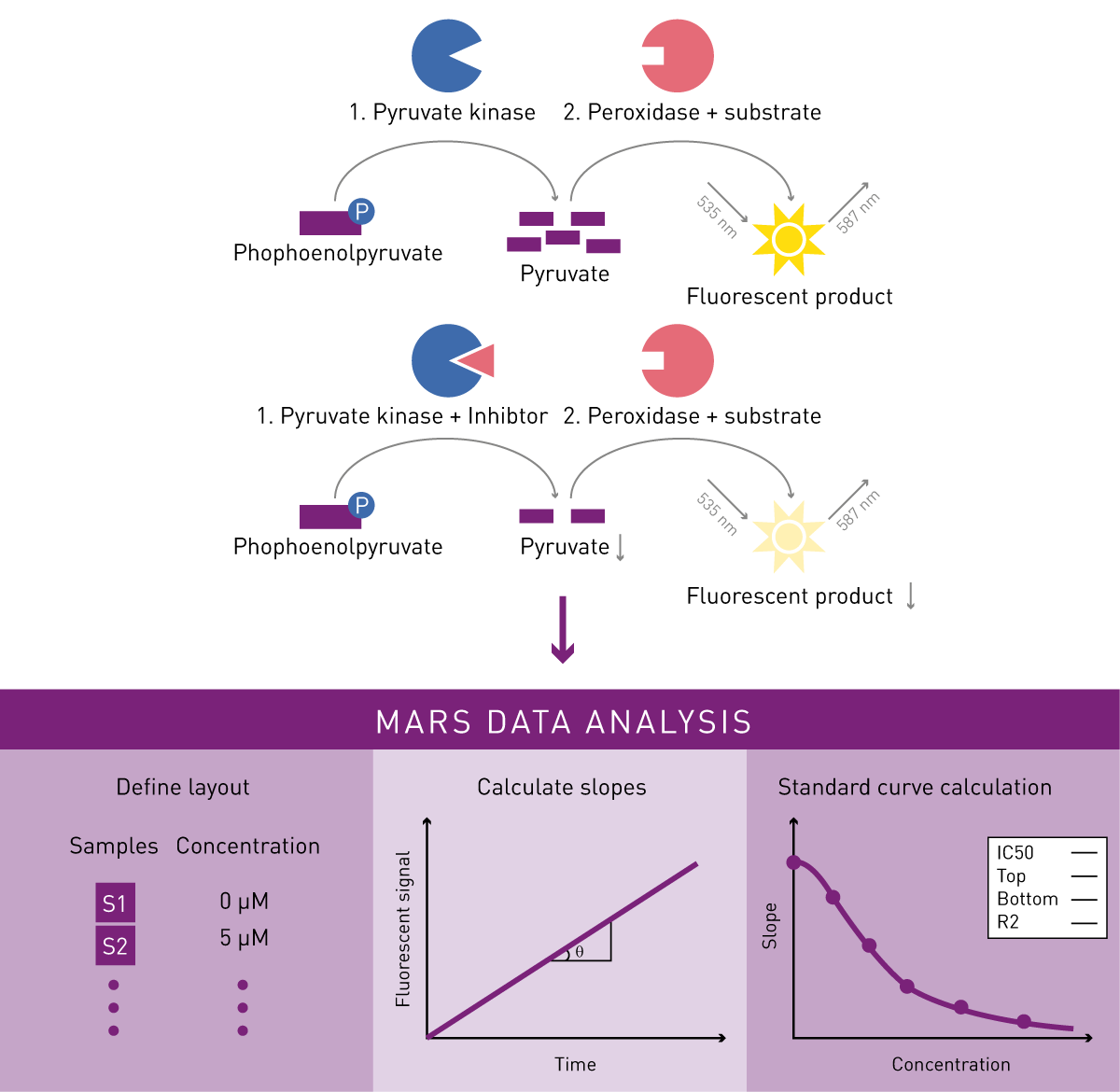 Fig. 1: Pyruvate kinase inhibitor assay principle and evaluation.