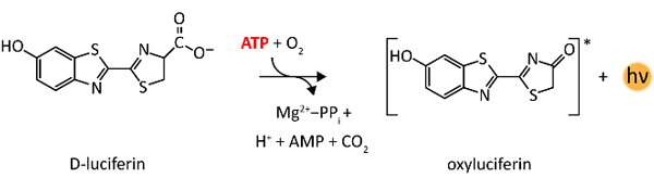 Fig. 2: Assay principle – ATP dependent luciferase reaction.