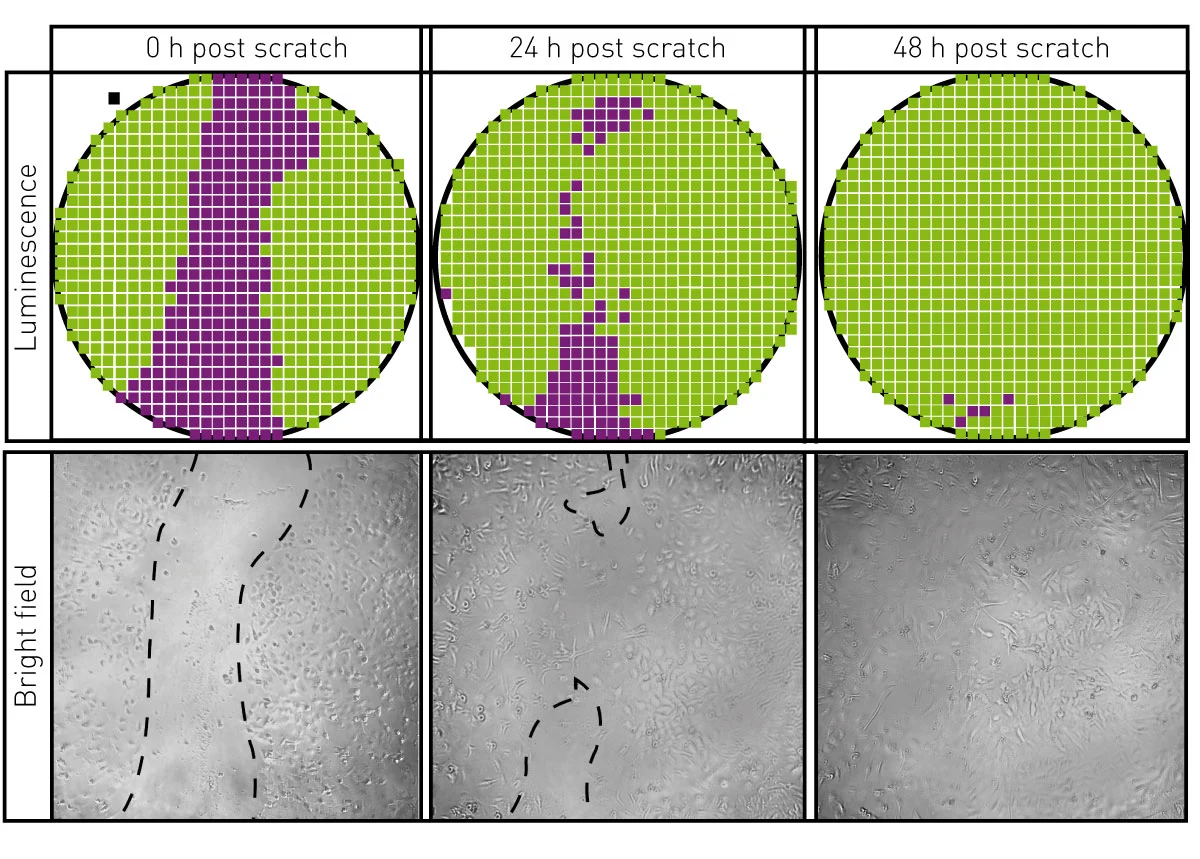 Fig. 2: Comparing microscope and microplate reader detection of a scratch wound assay.