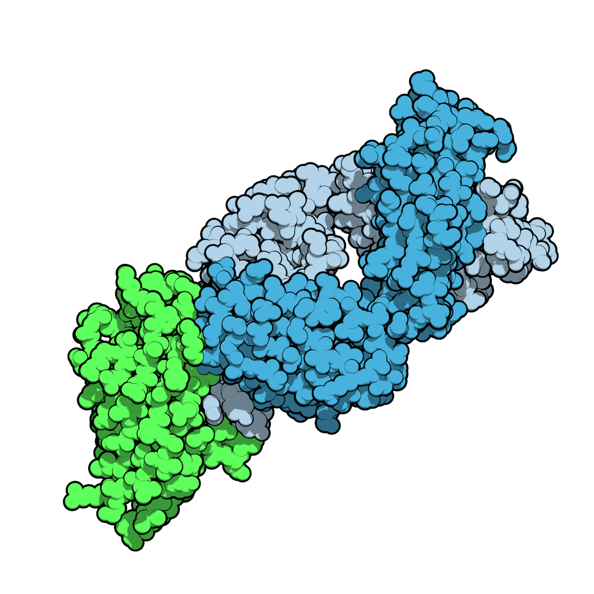 Fig. 2: Space-filling model of the Fab fragment of the monoclonal antibody ipilimumab (blue) bound to its target, CTLA-4 (pale green). Style made to resemble the Protein Data Bank's "Molecule of the Month" series, illustrated by Dr. David S. Goodsell of the Scripps Research Institute. Created using QuteMol (http://qutemol.sourceforge.net).
