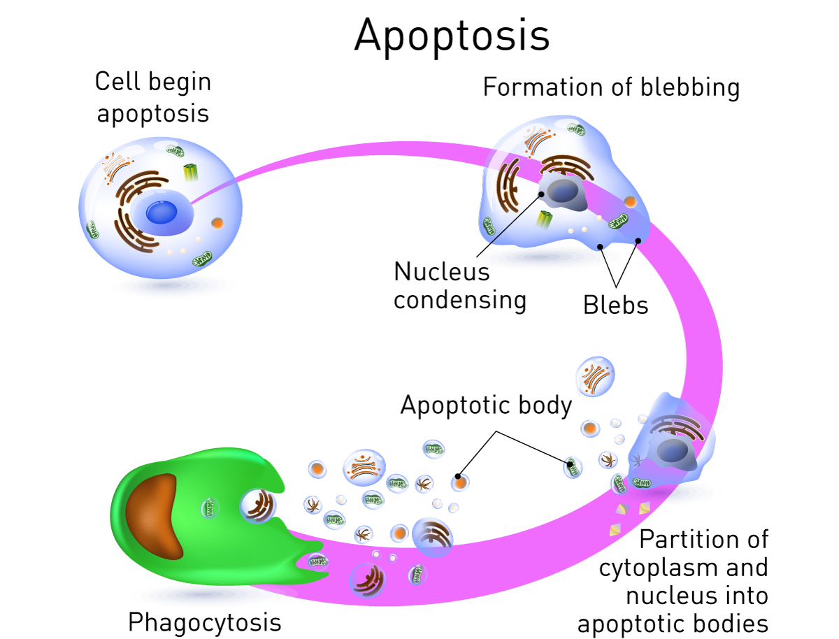 Fig. 1: Stages of apoptosis (detailed description in the text).