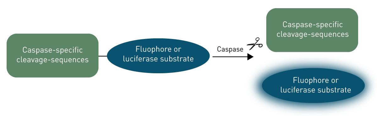 Fig. 3: Caspase-assays use proteins containing a caspase-specific cleavage sequence. For example Caspase-3 substrates have a DEVD-sequence. Upon cleavage of the substrate, a fluorophore or luciferase substrate is released leading to a signal quantifyable by microplate readers. As caspases are active during apoptosis, these assays are commonly used to quantify apoptosis.