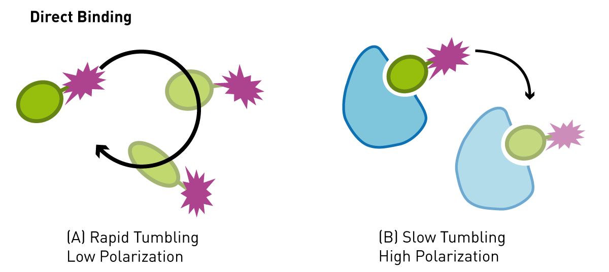 Fig. 1: Assay principle for monitoring biomolecule-ligand interaction using ﬂuorescence polarization.