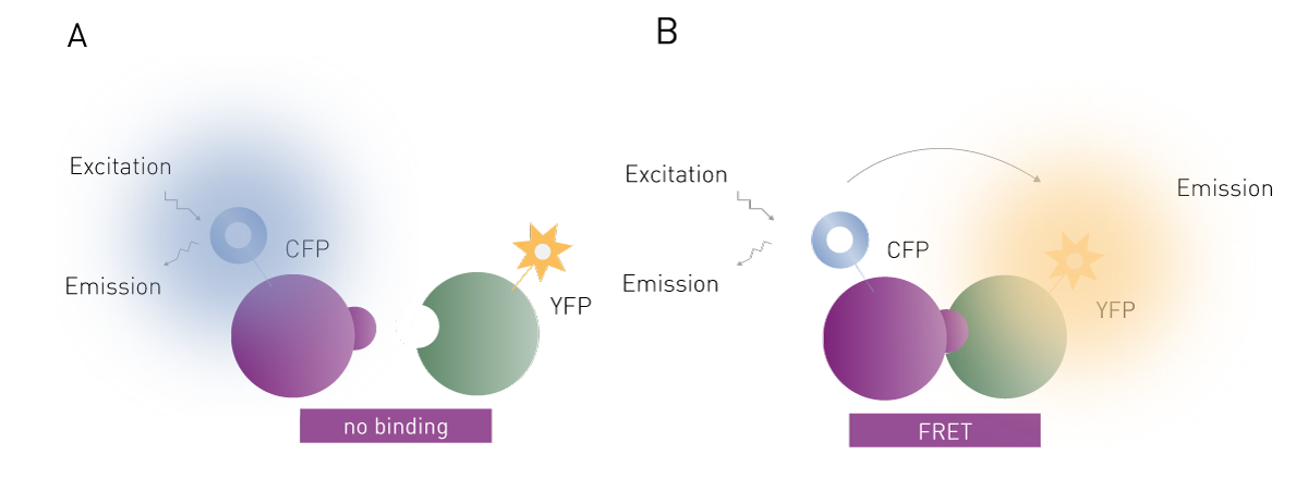 Fig. 2: Assay principle of FRET binding assay.