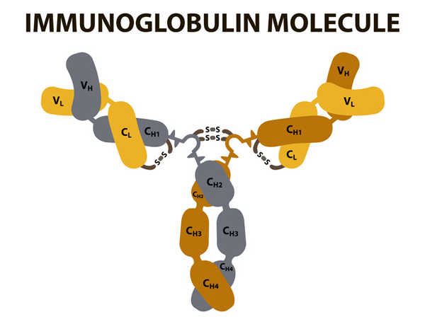 Fig. 1: Antibodies (immunglobulins) recognize not only pathogens, but also serve to measure analytes with high specificity in biosensors.
