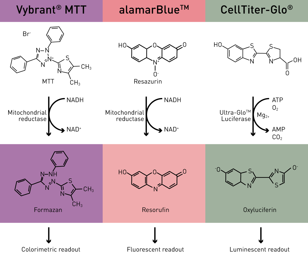 Fig. 2: Assay principles of colorimetric (Vybrant MTT), fluorescent (alamarBlue) and luminescent (CellTiter-Glo) viability assays.