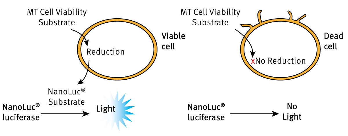 Figure 2: Cell viability assay based on reduction potential: the luminescent RealTime-Glo™ Cell viability assay is suited for monitoring viability for a minimum of 72 h.