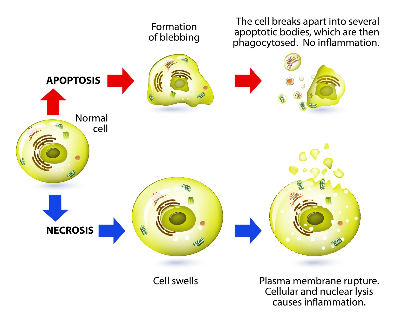 Fig. 1: Main features of the apoptotic and necrotic cell death that are exploited for cytotoxicity assays.