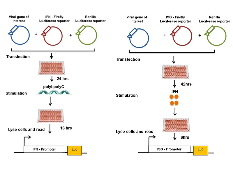 Fig. 1: The dual luciferase assay is used to test viral protein interference on the Interferon (IFN) system. The left image shows the principle for assaying modulation of IFN induction pathway and the right image shows the principle for assaying modulation of JAK/STAT signalling pathway.
