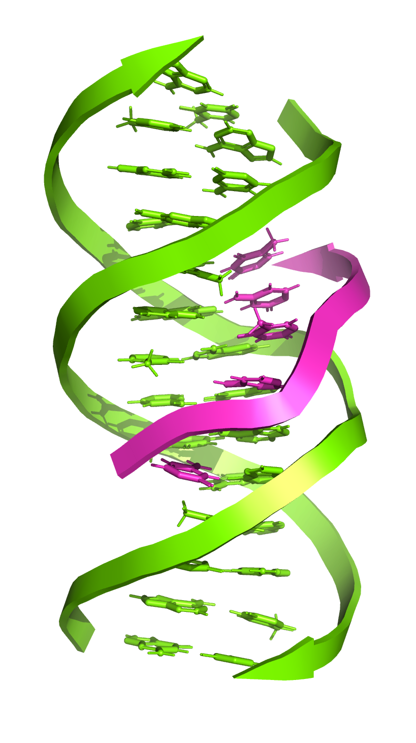 Fig. 1: DNA triplex helix is an interaction between double-stranded DNA and an oligonucleotide. Source: Triple helix https://en.wikipedia.org/wiki/Triple-stranded_DNA.