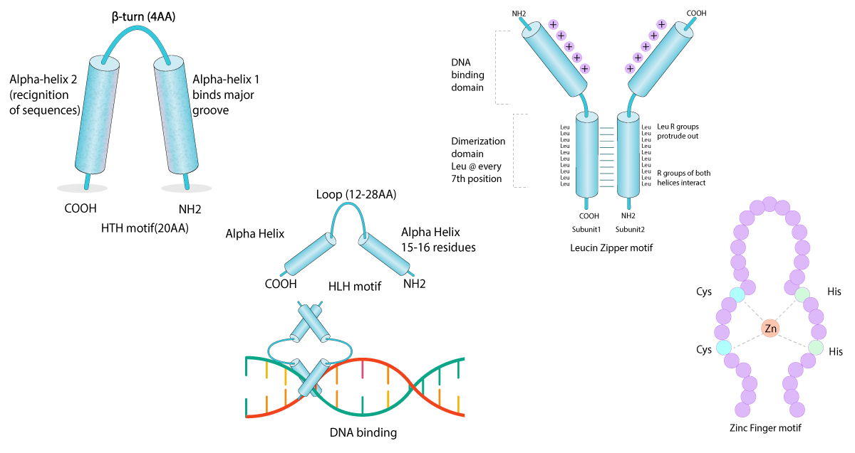 Fig. 2: DNA-binding domains of proteins.