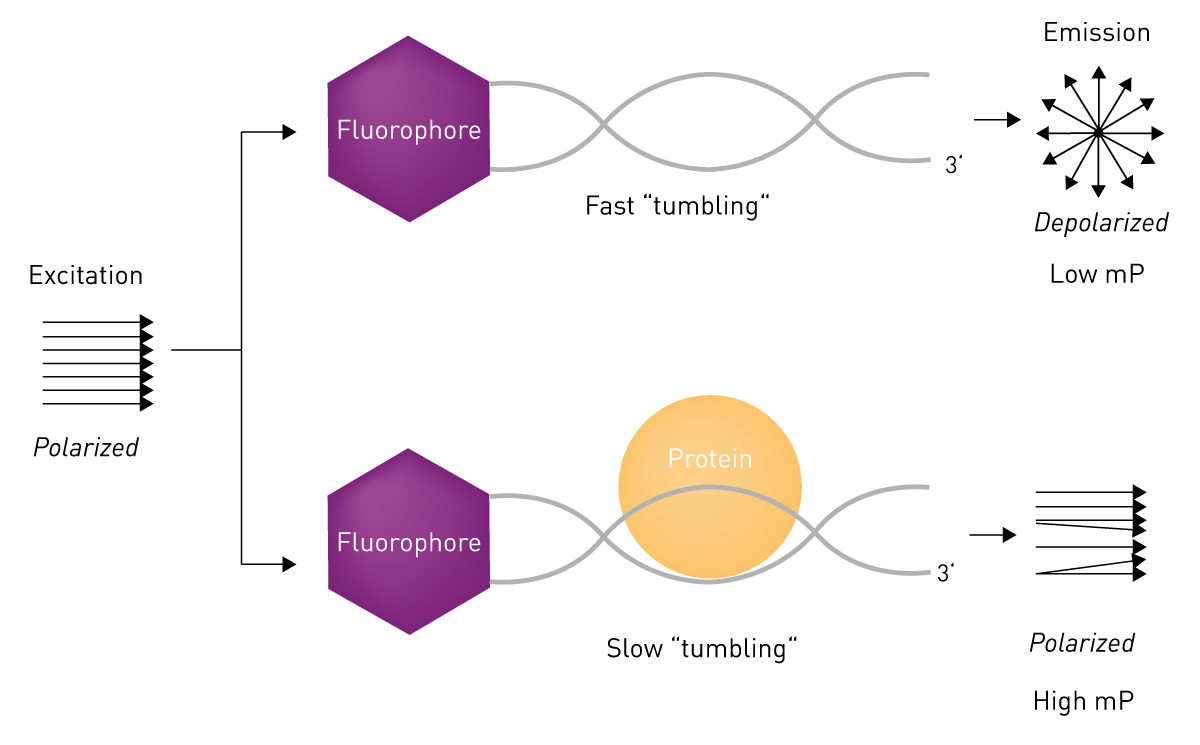 Fig. 3: Principle of a fluorescence polarization-based DNA interaction assay. Free fluorophore-bound oligonucleotides are small, tumble fast and depolarize emission light (top). If the oligonucleotide is bound by a protein, the molecular weight is increased, the complex moves more slowly, and polarization of the emission is retained (bottom).