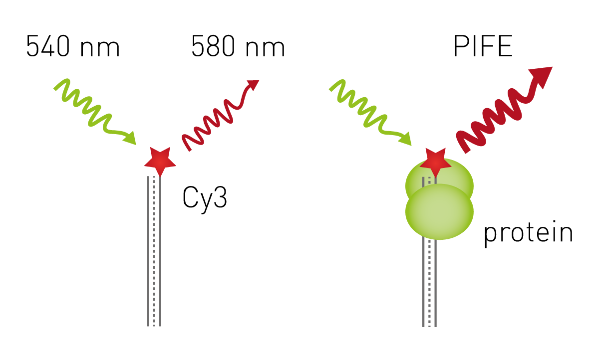 Fig. 4: Principle of DNA-protein interaction assay using protein-induced fluorescence enhancement. A Cy3-labeled oligonucleotide is mixed with a protein of interest. Fluorescence is enhanced when a protein binds in the physical vicinity of Cy3.