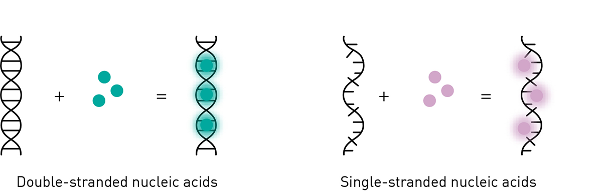Fig. 3: Principle of nucleic acid staining for fluorescence-based DNA quantification.