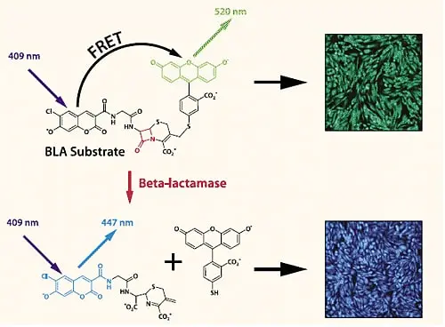 Fig. 1: Fluorescent detection of β-lactamase reporter gene response using GeneBLAzer® Technology. After substrate loading, in the absence of β-lactamase expression, cells generate green fluorescence. In the presence of β-lactamase expression, the substrate is cleaved and cells generate blue fluorescence.