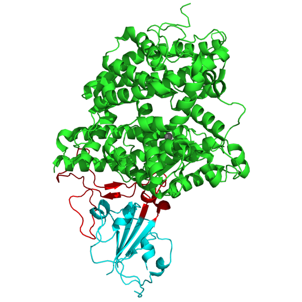 Fig. 1: Structure of SARS coronavirus spike receptor-binding domain (cyan) complexed with its receptor ACE2 (green).