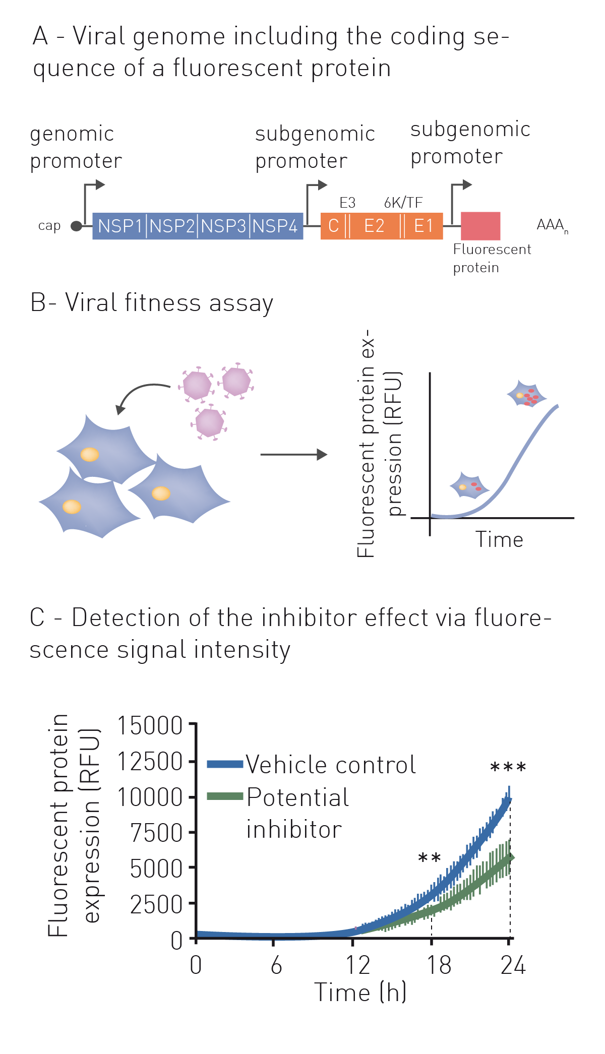 Fig. 1: procedure of a fluorescence-based viral expression assay. A virus with engineered genome, containing the coding sequence of a fluorescent protein is used to infect host cells. Replication in host cells results in increased fluorescence signal intensity. Potential antiviral drugs can be applied to the culture. Inhibited viruses display low, while regularly replicating viruses show high fluorescent signals. The fluorescent output is detected on a microplate reader.