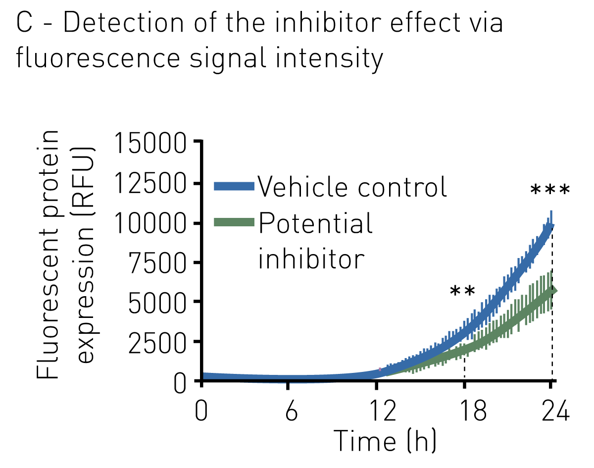 Fig. 1: procedure of a fluorescence-based viral expression assay. A virus with engineered genome, containing the coding sequence of a fluorescent protein is used to infect host cells. Replication in host cells results in increased fluorescence signal intensity. Potential antiviral drugs can be applied to the culture. Inhibited viruses display low, while regularly replicating viruses show high fluorescent signals. The fluorescent output is detected on a microplate reader.