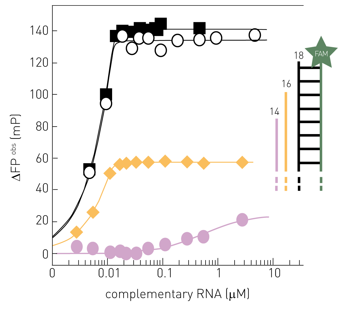 Fig. 2: fluorescence polarization-based RdRP activity detection. A fluorescently labelled single strand RNA (green) functions as a template for RdRP-dependent RNA synthesis. Full length synthesis leads to a larger size of complementary RNA and consequently higher polarization (black line). Lower values are achieved by incomplete RNA synthesis (yellow and purple lines) as consequence of an only partial increase in size. To determine the activity of the RdRP, the fluorescence polarization can be detected on a microplate reader.