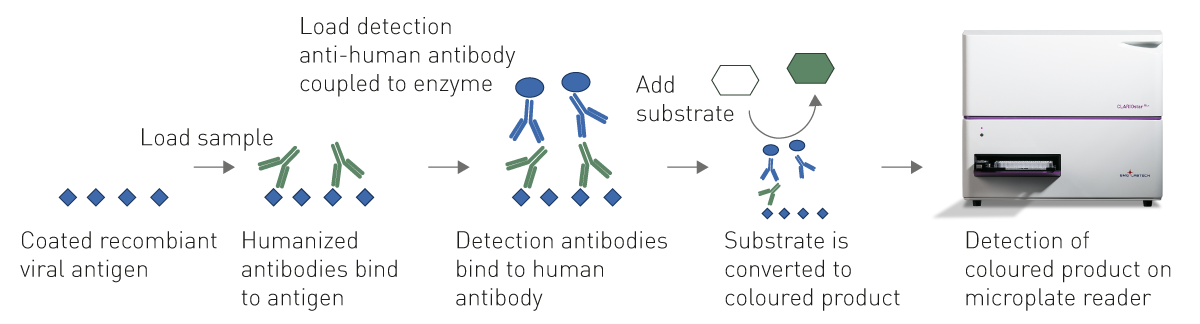 fig. 3: procedure of an absorbance based ELISA for the detection of SARS-CoV-2 N gene antibodies in human blood samples. Recombinant viral antigen is coated on a plate. If respective human antibodies are present in human samples, they will bind to the loaded antigen. Bound antibodies are then detected with an anti-human IgG antibody conjugated to an enzyme which converts a substrate. The resulting colorimetric change can be read on a microplate reader.