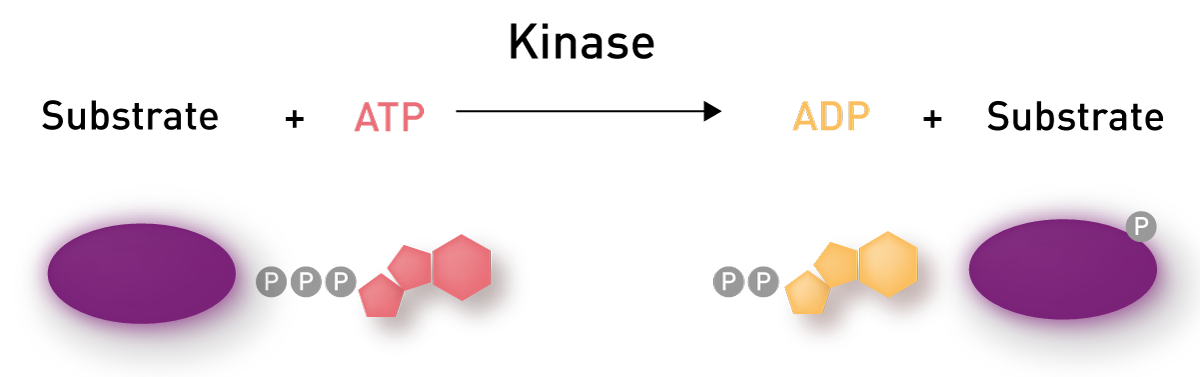 Fig. 1: Reaction catalyzed by kinases: Kinases transfer phosphate groups from ATP to a biomolecule.