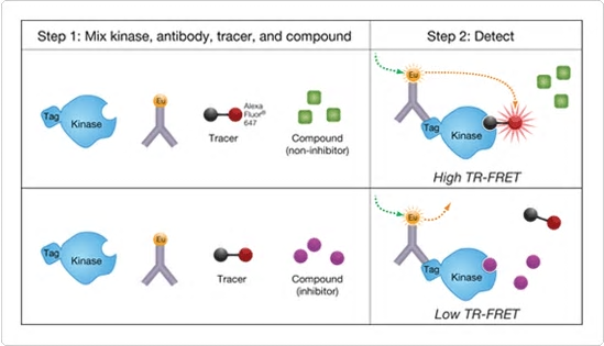 Fig. 3: Schematic of LanthaScreen Eu Kinase Binding Assay. Details are explained in the paragraph above. Top: Direct binding assay. Bottom: competitive binding assay. Illustration is provided by ThermoFisher Scientific. Source: https://www.thermofisher.com/de/de/home/industrial/pharma-biopharma/drug-discovery-development/target-and-lead-identification-and-validation/kinasebiology/kinase-activity-assays/lanthascreentm-eu-kinase-binding-assay.html