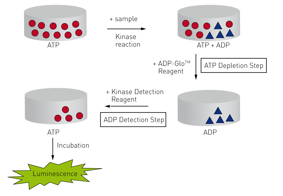 Fig. 5: Assay principle of the ADP-Glo kinase assay.