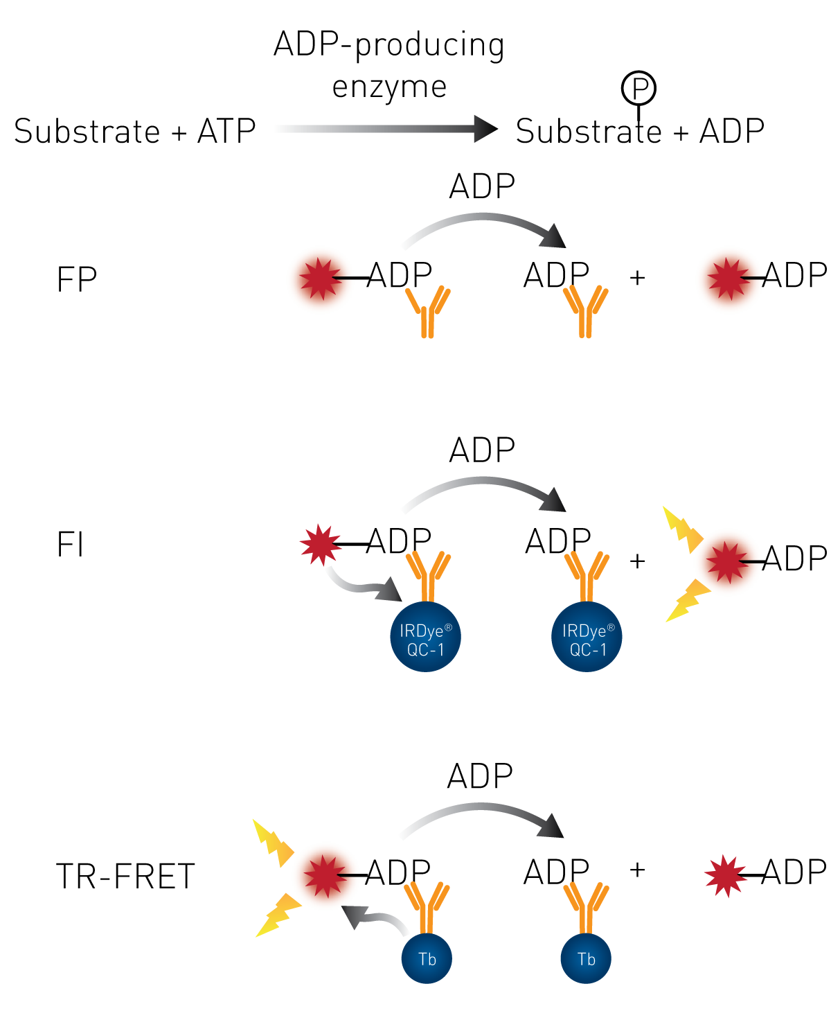 Fig. 6: Transcreener Assay Principle.