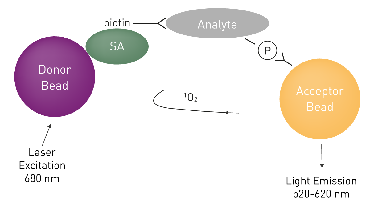 Fig. 7: Assay principle of the AlphaScreen SureFire kinase assay. One antibody specifically binds the analyte and is coupled to a donor bead. A second antibody bears the acceptor bead and is specific for the phosphorylated form of the analyte. It only binds upon substrate phosphorylation. Light emission takes place only if donor and acceptor bead are in proximity which is given for phosphorylated analytes.