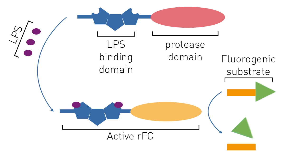 Fig. 5: Principle of a synthetic LAL test. Binding of LPS (endotoxin) to recombinant limulus clotting factor C (rFC) activates the enzyme that cleaves a ﬂuorogenic substrate, releasing a ﬂuorophore.