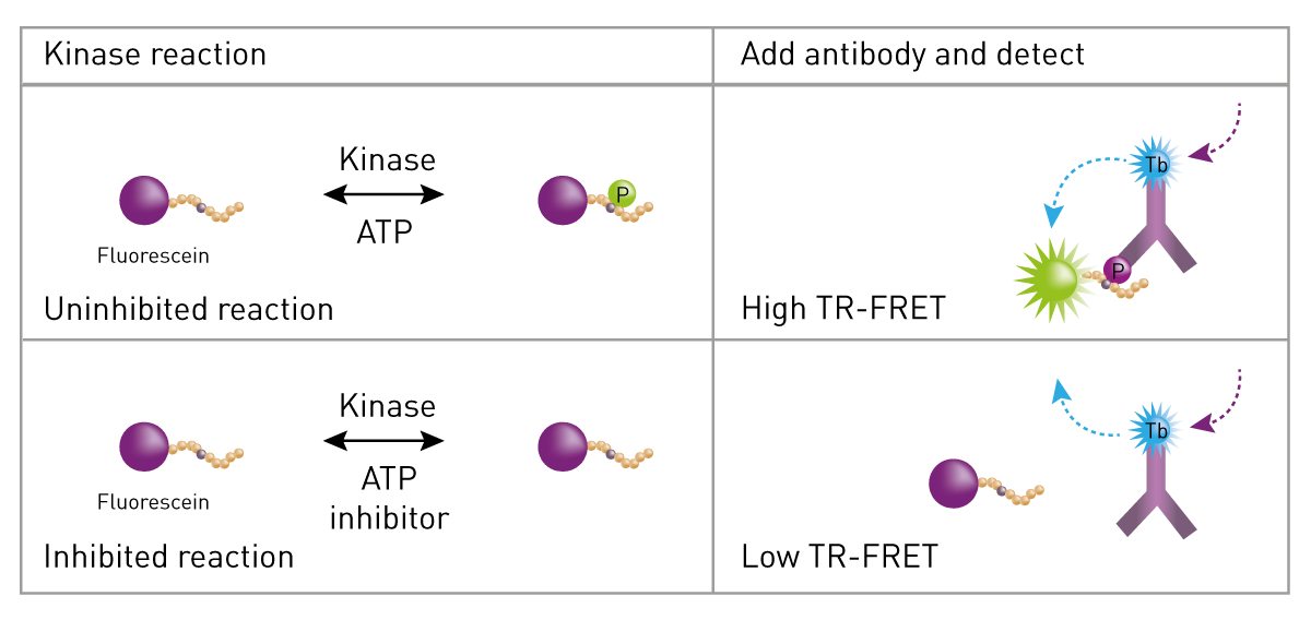Fig. 1: Schematic of LanthaScreen kinase activity assay using traditional peptide substrates. 