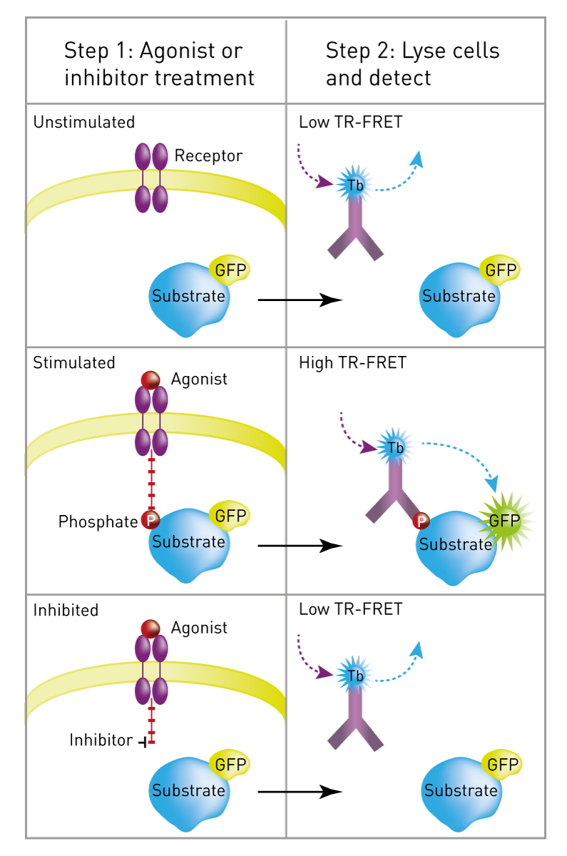 Fig. 2: Schematic of LanthaScreen cellular assay