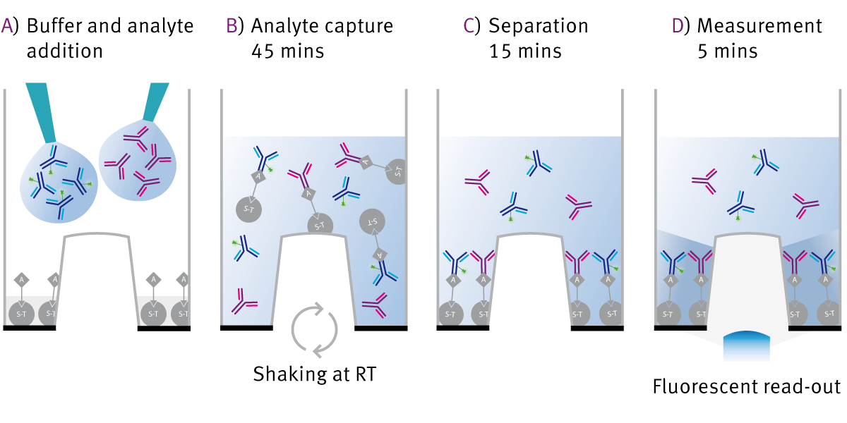 Fig. 2: Assay Workflow.