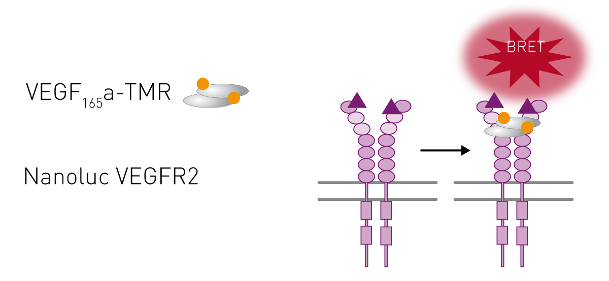 Fig. 3: Schematic of how BRET can be used to monitor VEGF interaction.