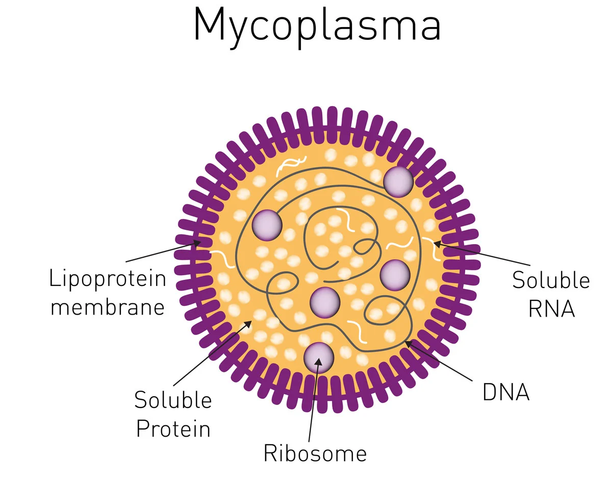 Fig. 1: Schematical structure of mycoplasma.
