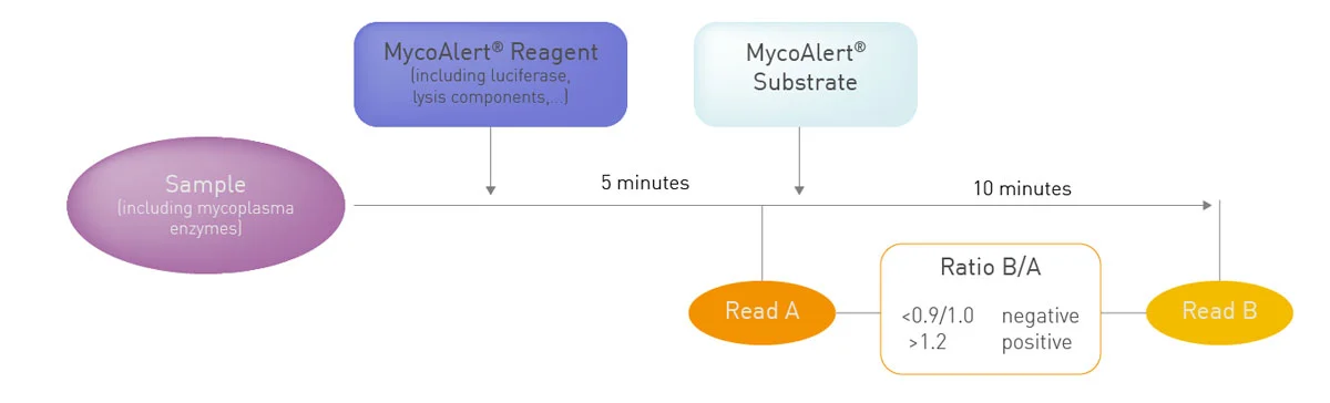Fig. 3: MycoAlert assay workflow. The luminescent signal of Read B (after the addition of MycoAlert Substrate) is divided by Read A (background ATP), resulting in a ratio indicative of the presence or absence of mycoplasma.