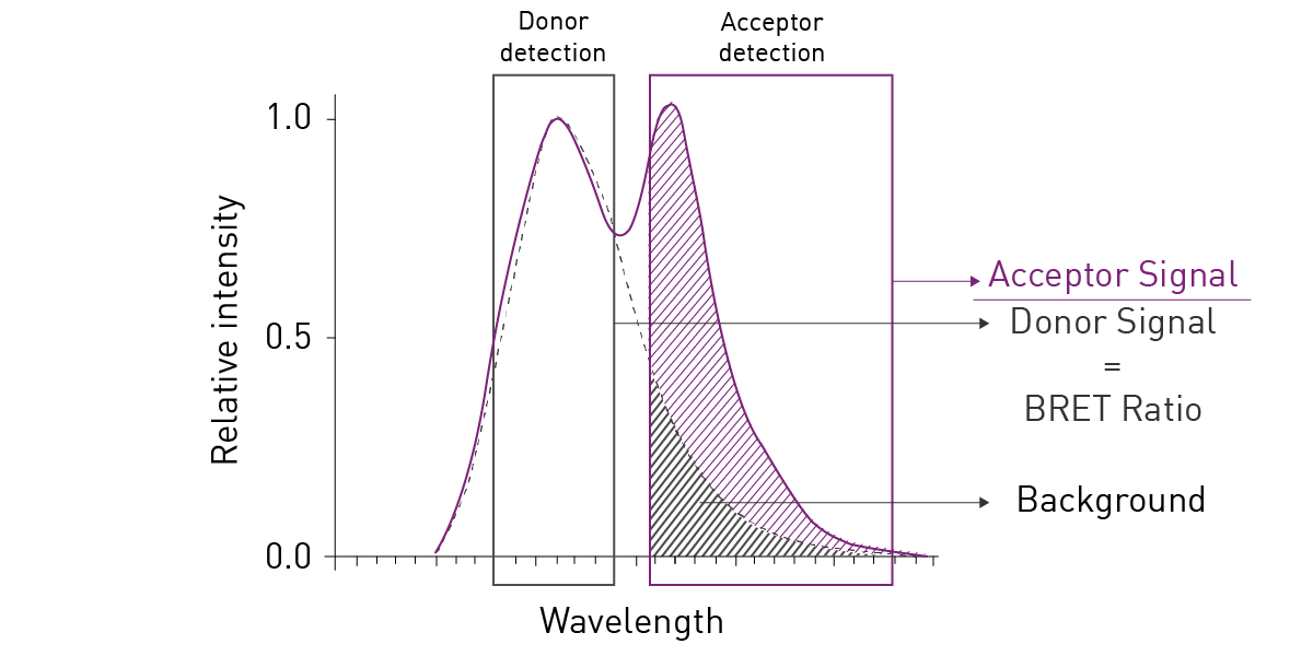 Fig. 2: The spectral overlap between Rluc and YFP in BRET1 generates high background noise, as part of the donor emission signal is quantified in the acceptor emission channel (dashed area).