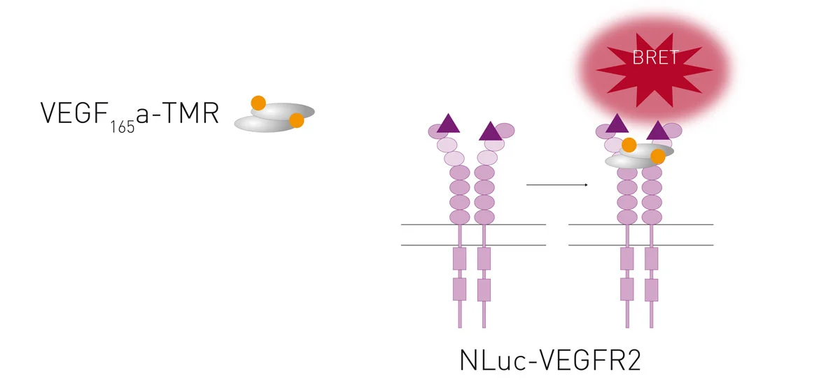 Fig. 6: Schematic of the NanoBRET assay used to study VEGF-TMR binding to NLuc-VEGFR2.